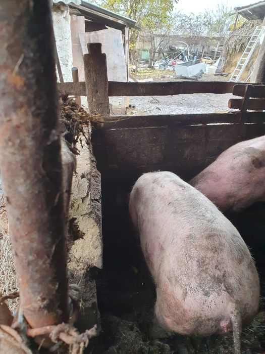 Baloți de lucernă rotunzi de vînzare