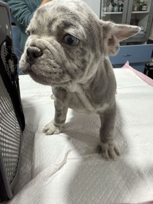 Bulldog Francez Merle / French Bulldog