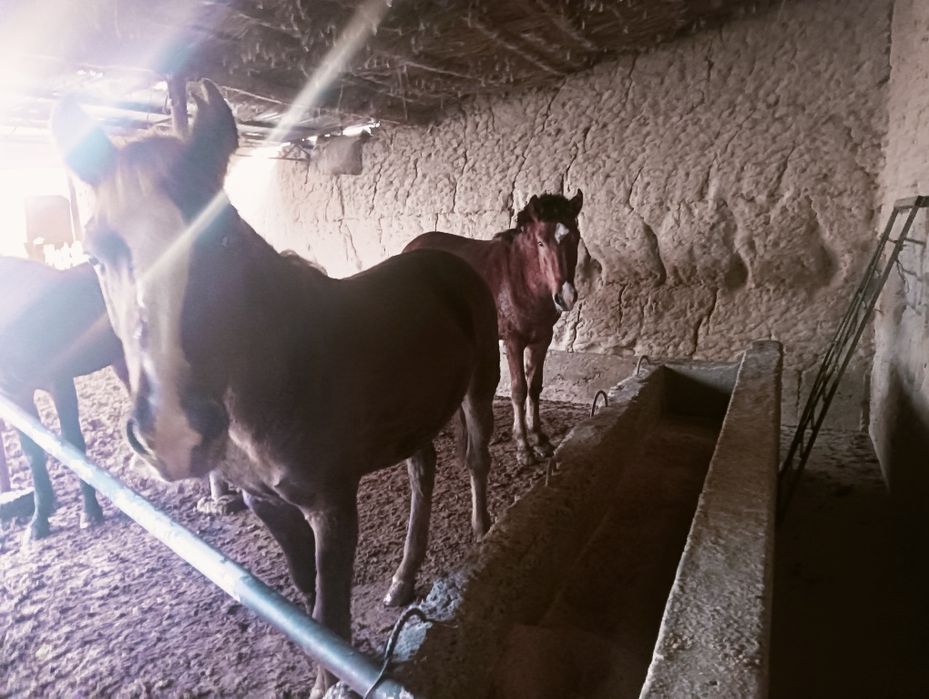 1 жарым жасар тайлар бар  2500 сойып беремыз