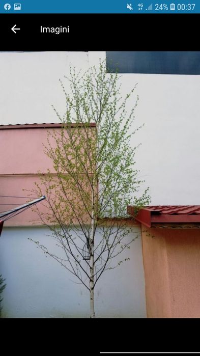 Mesteacan tei mirositor plante ornamentale