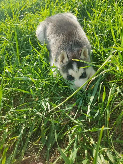 Mascul Husky cu ochi albaștri