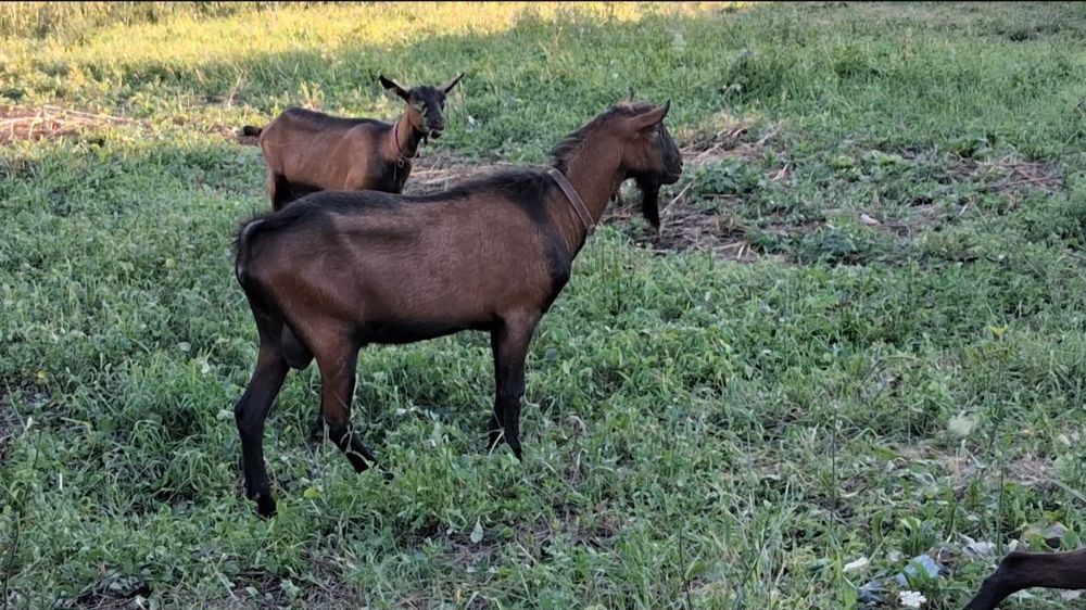 Vând țap aplin francez talie mare