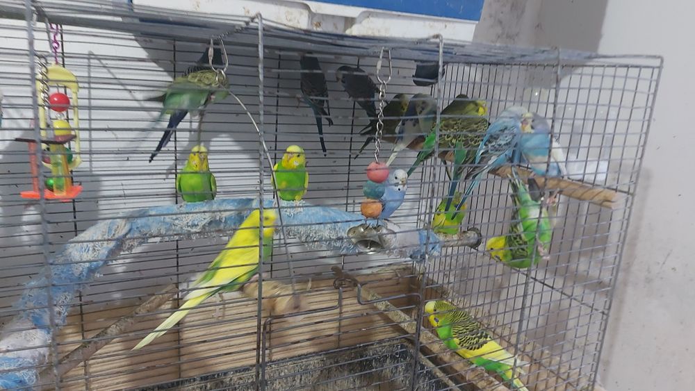 Papagali frumosi tineret