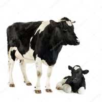 Продам коров с телятами