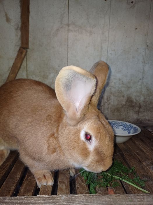Бургундец крол. 1.5 года.
