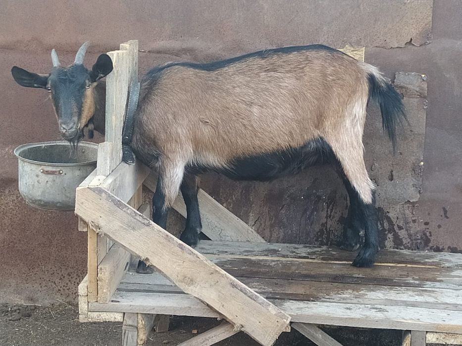 Продаётся козочка