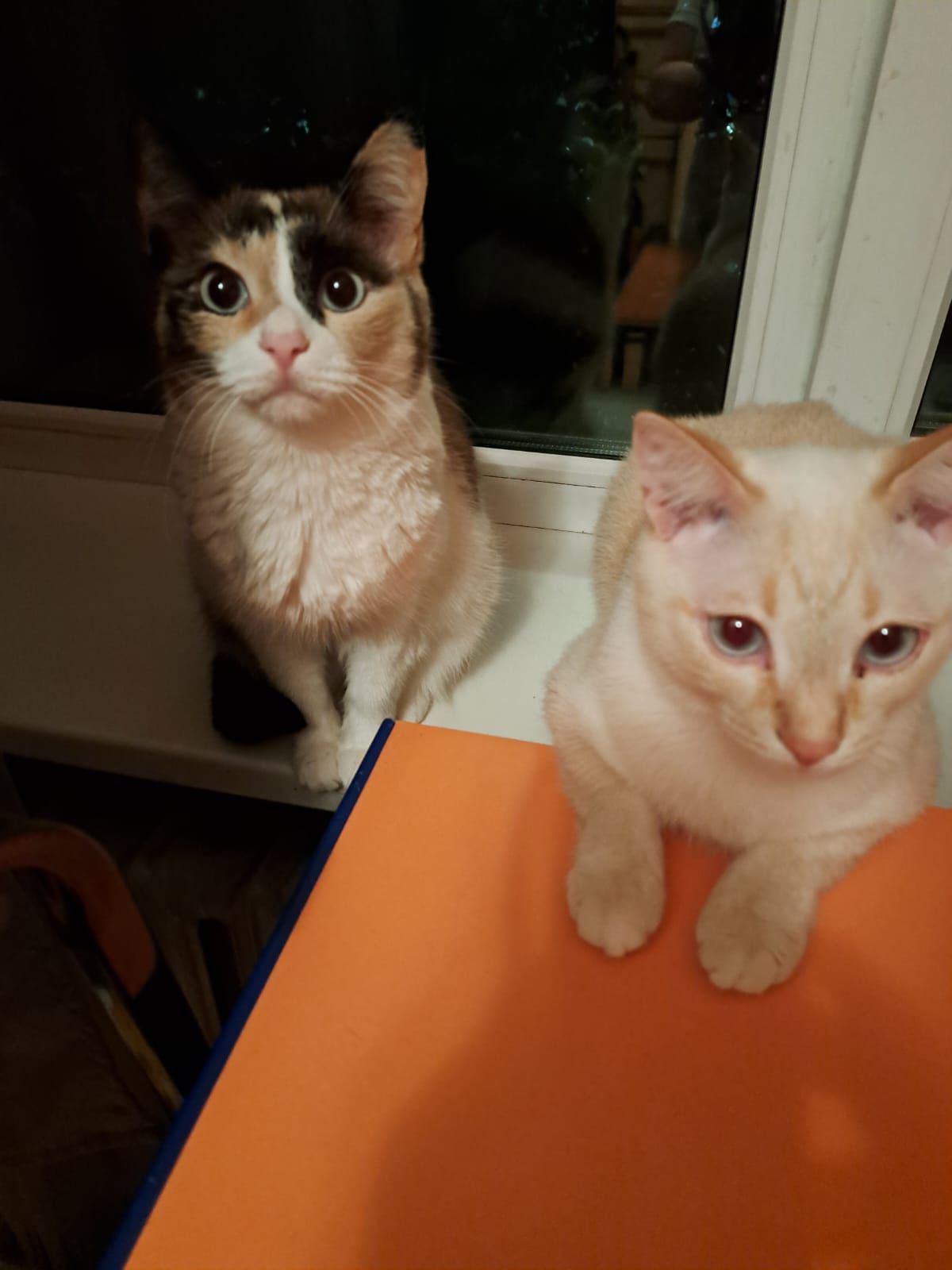 Хорошие коты ищут дом