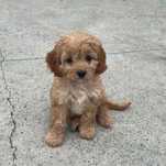 Fetiță Maltipoo  Apricot