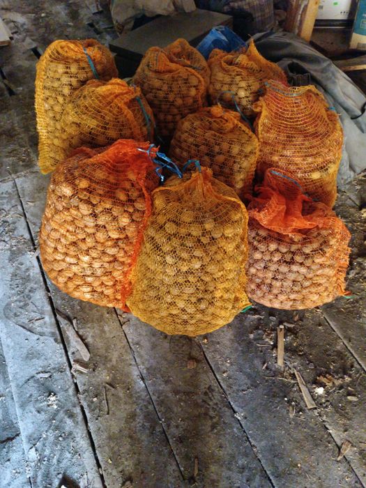 Nuci de vânzare  75 de lei mia