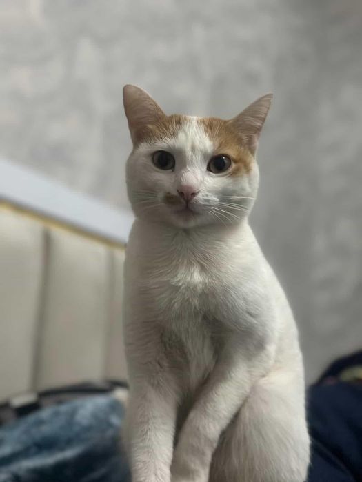 Потеряли кошку прошу распространить