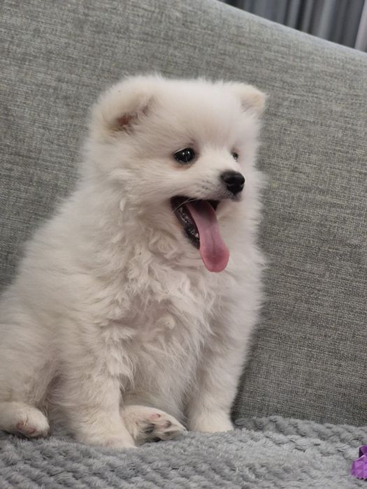Pomeranian Mini Toy - 8 săptămâni, alb și adorabil.
