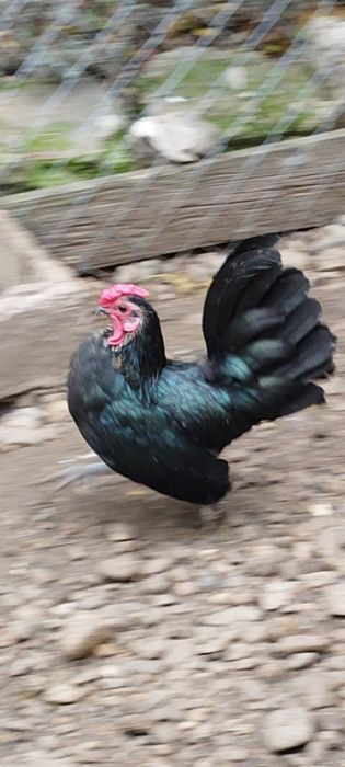 Vând sau schimb cocoș pitic