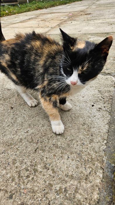 Urgent! Spre adopție pisica!