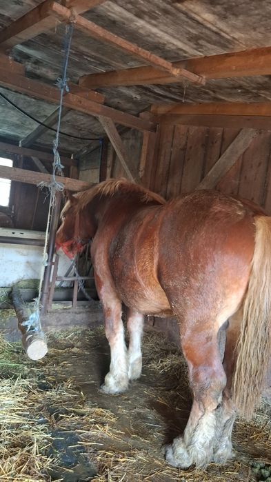 De vanzare un hărmăsar si un cal