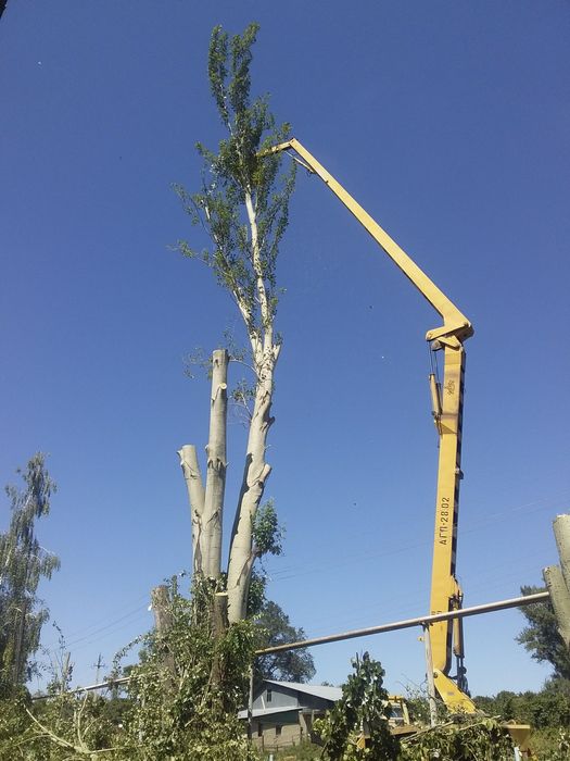 Спил Пилим деревья не дорого.