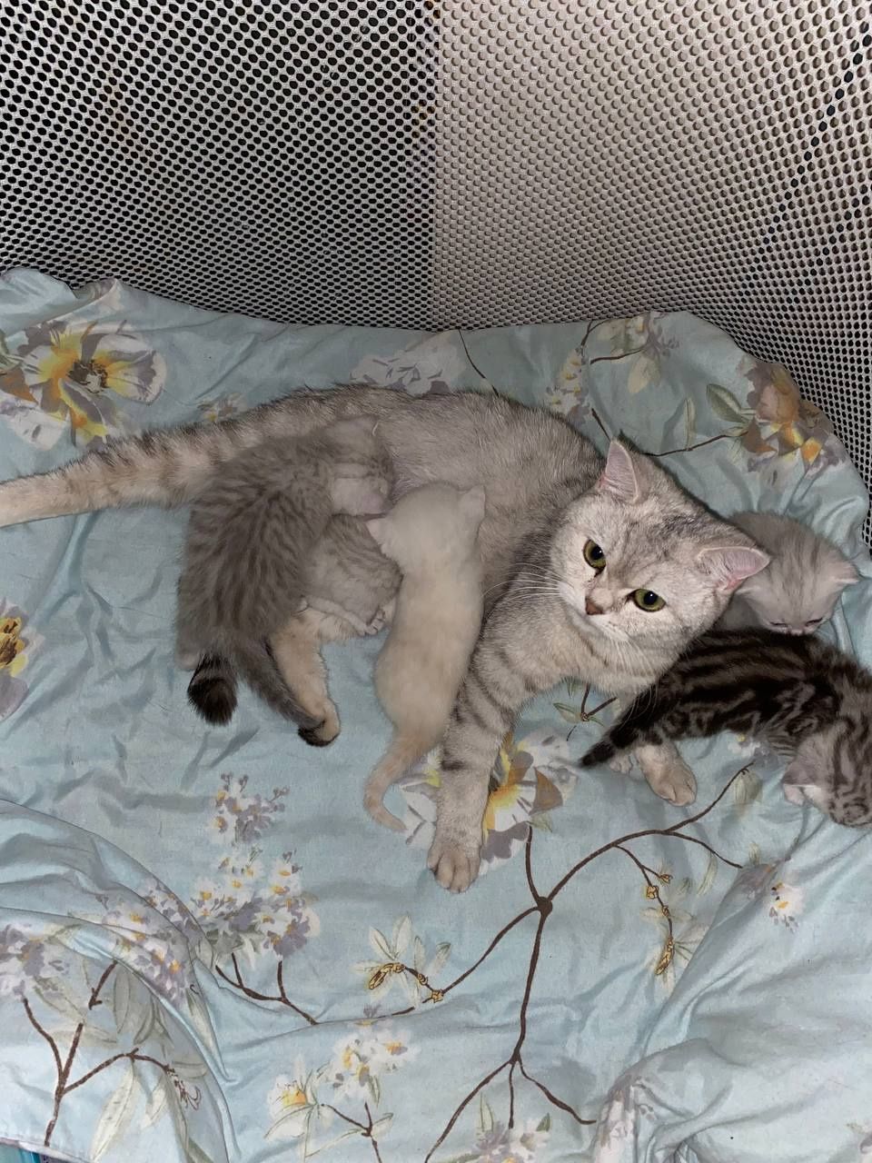 British Cats ( Продаются  Британские кошки )