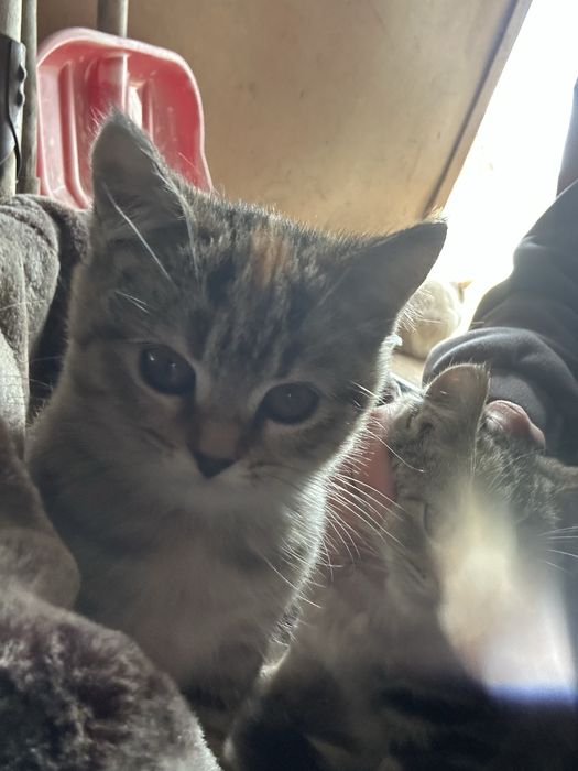 Продается котеток ему 3 месяца