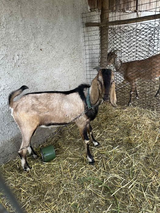 Țapii anglo nubieni