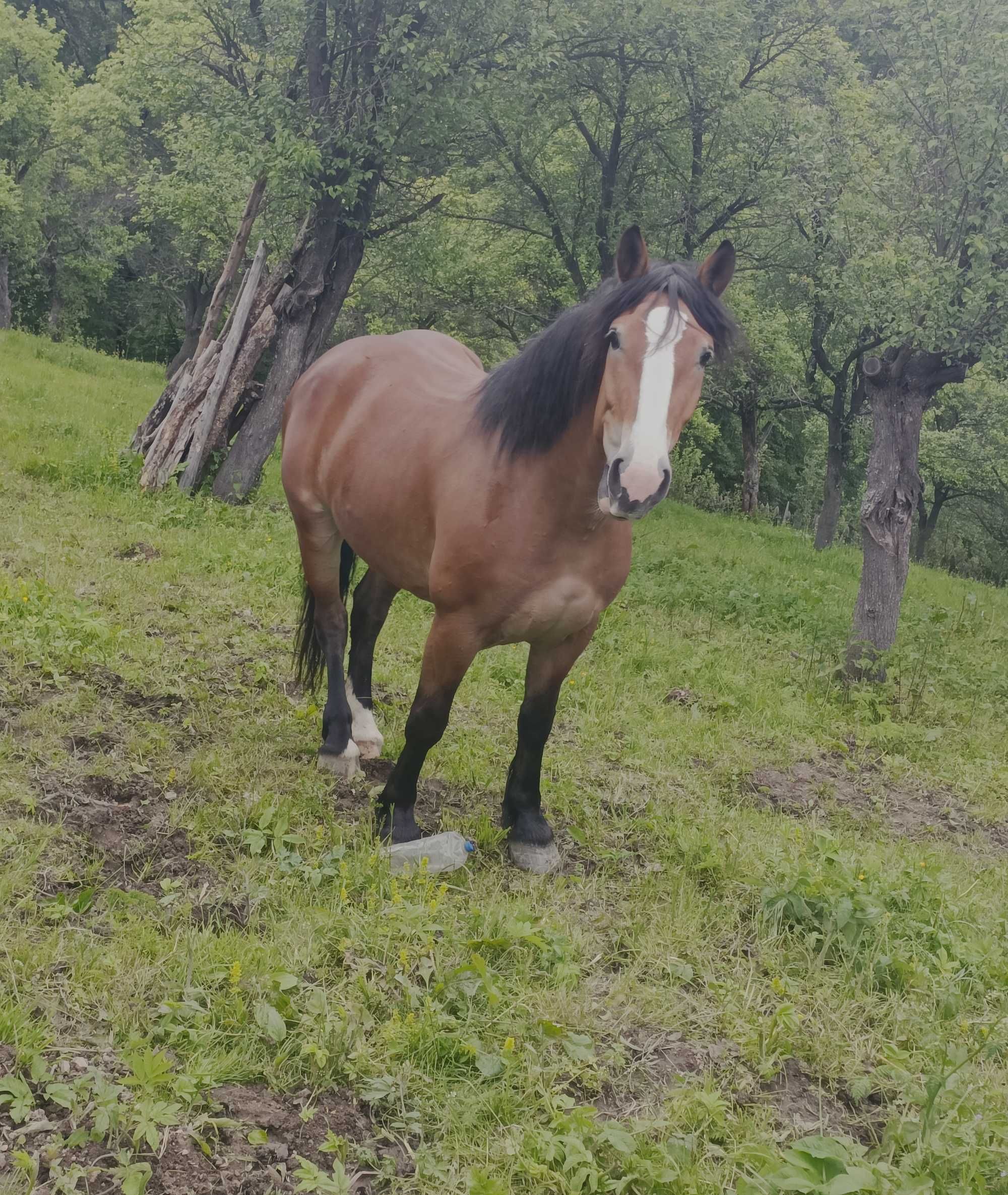 Iapa vârstă 4 ani garantată
