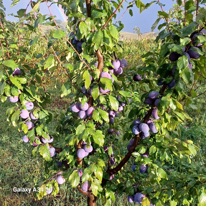 Prune  mari de consum