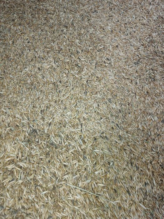 Продам пшеницу, ячмень, овёс. Секисовка.