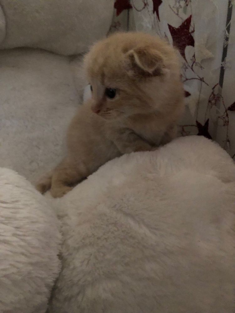 Вислоухий рыжий котенок