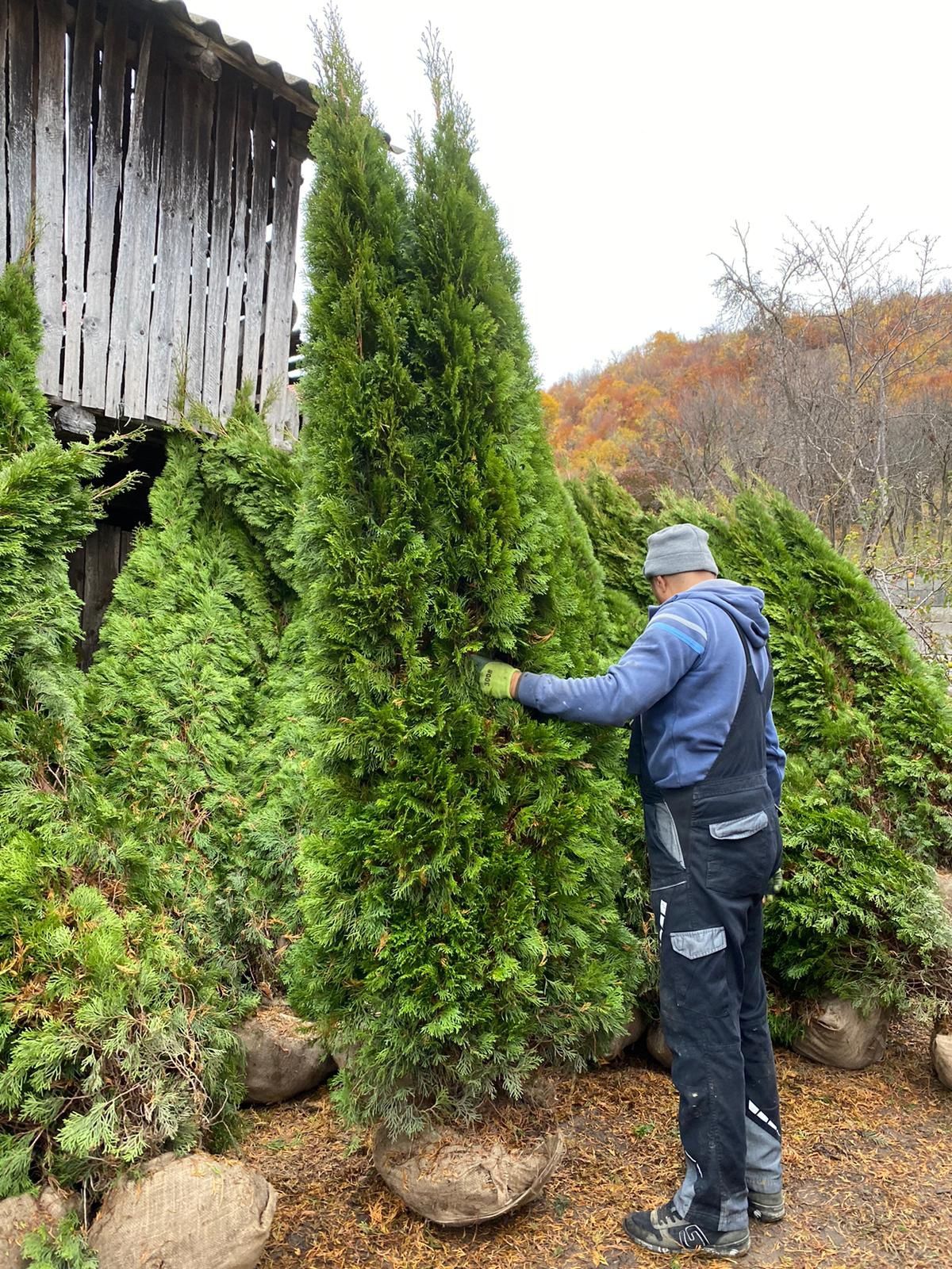 Vă oferim plante de dimensiuni mari preț accesibil