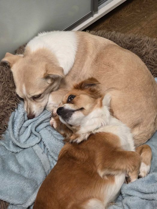 Doua cateluse de talie mica pentru adoptie