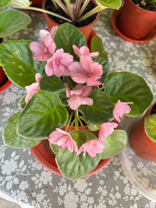 Фиалки ( комнатные цветы)