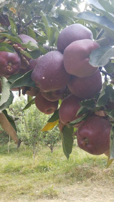 Mevalik koʻchatlarimiz sotuvda