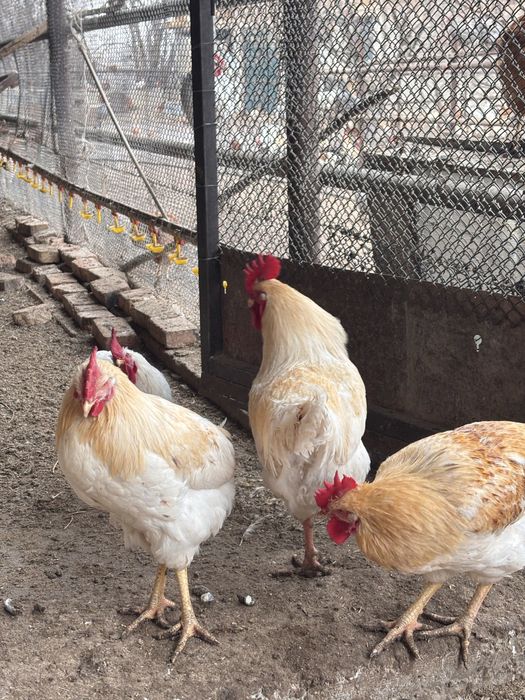 Қораздар петухи  әртүрлі пародалар бар