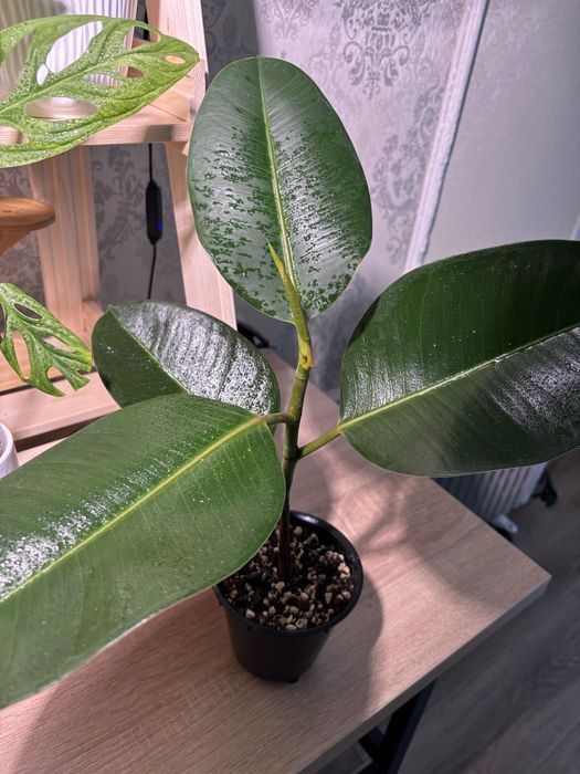 Продам фикус Робуста