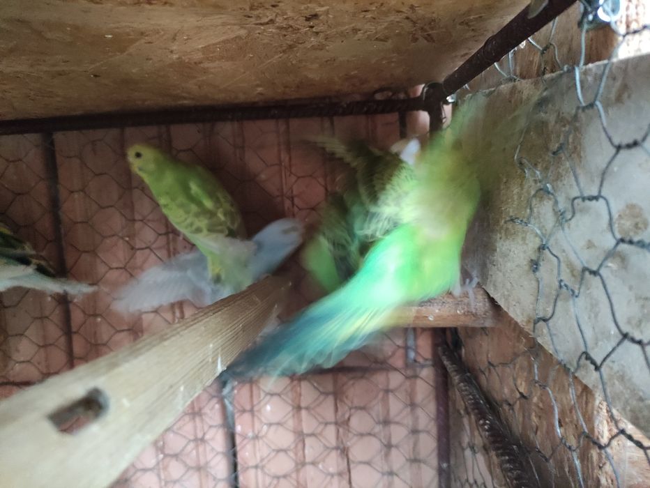 Papagali Perusi tineri