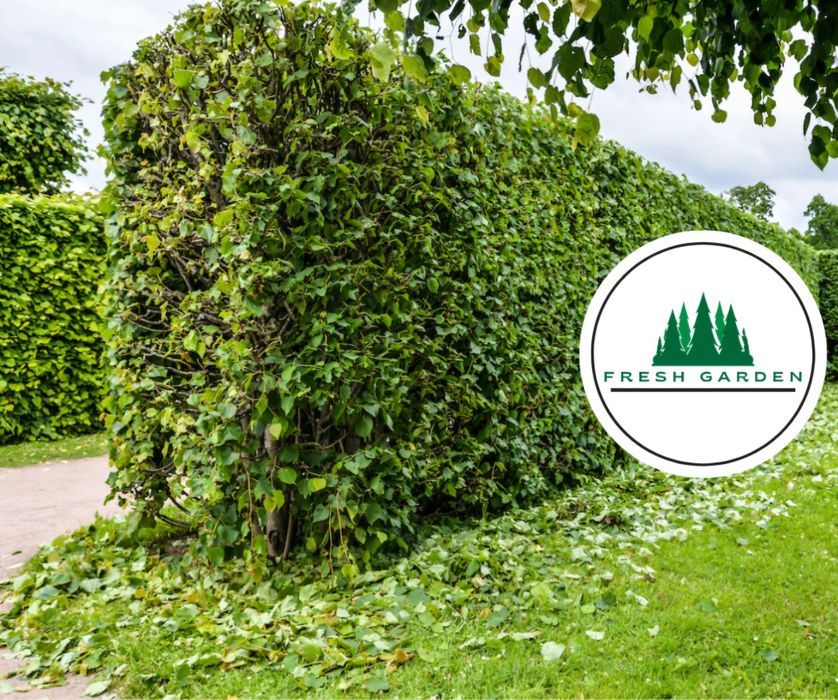 Servicii intreținere spații verzi(tuns gazon,scarificare)