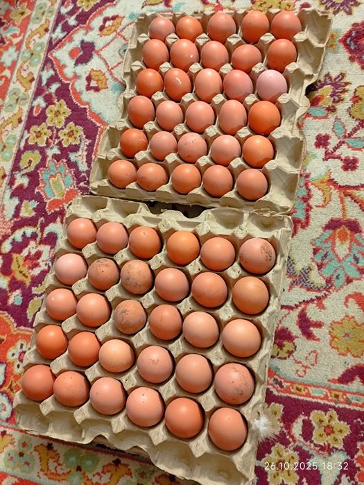 Яйцо диетическое домашних кур