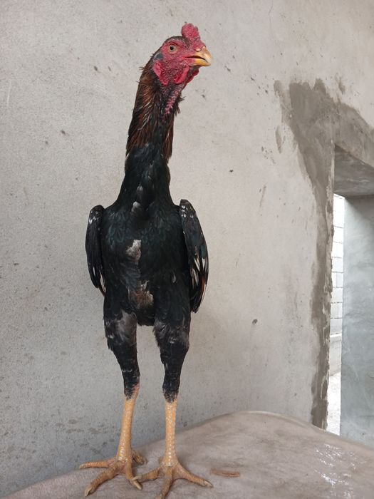 Jujani tozasi sotildi