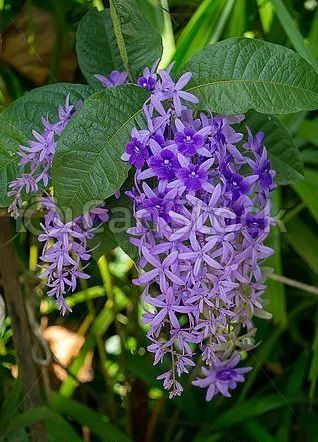 ПЕТРЕЯ - Petrea - декоративное растение