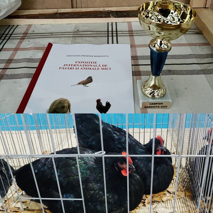 Oua pentru incubat rasa australorp