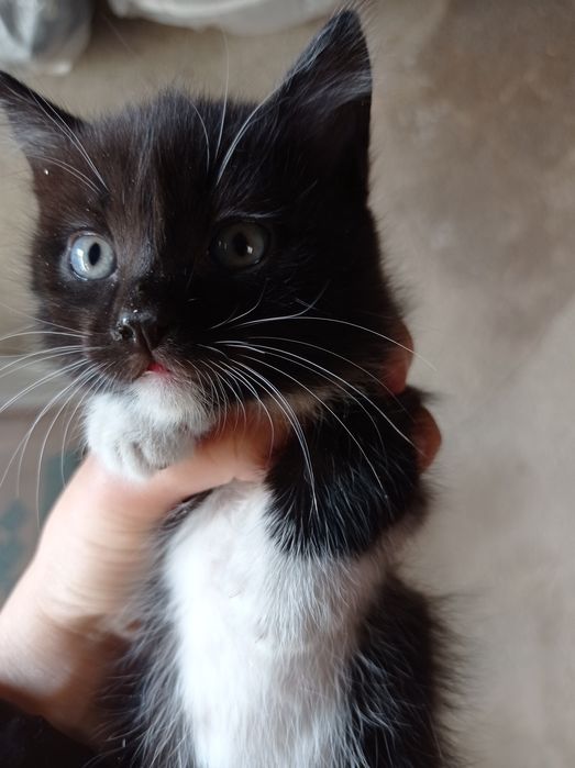 Отдам котят в хорошие руки