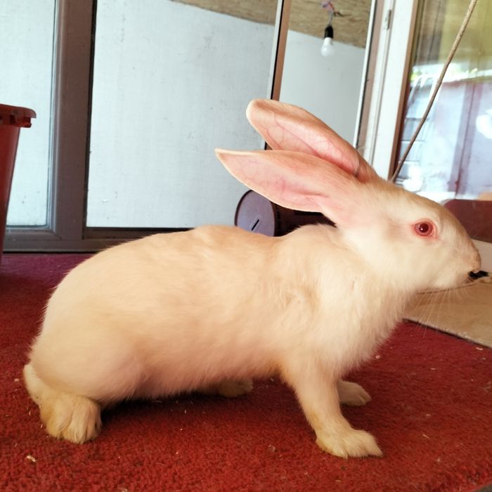 Iepuri hycole francez