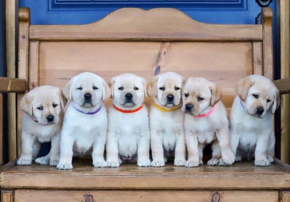 Красивенькие Лабрадоры