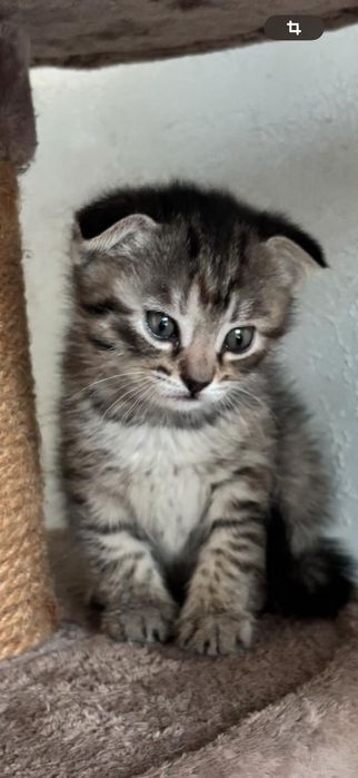 Милые котята ищут новый дом!