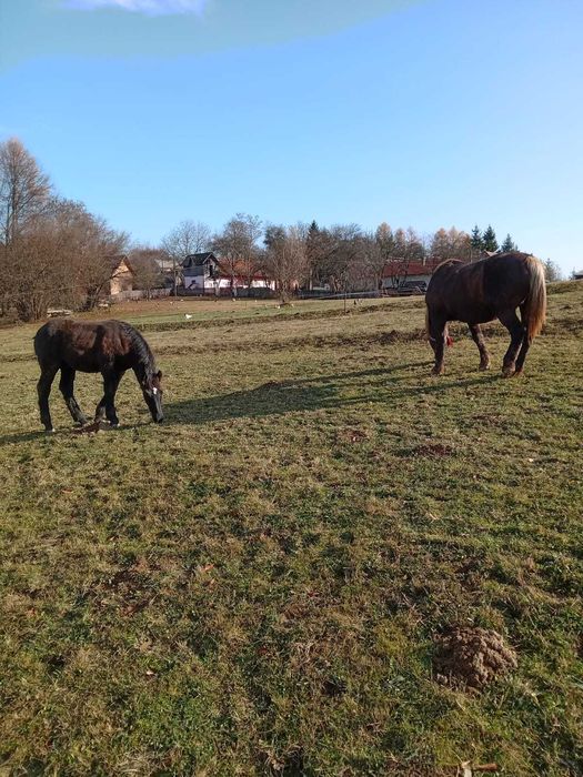 Vand manz negru cu varsta de 5 luni