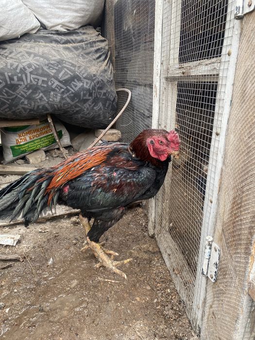 Dakan xoroz sotiladi arzon katta