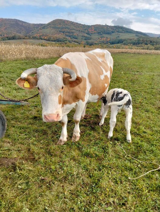 Vand vaca cu vitel