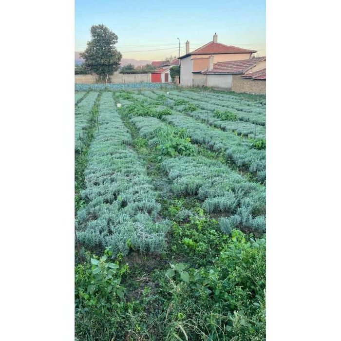 Lavanda  Sevtopolis cantitate mare