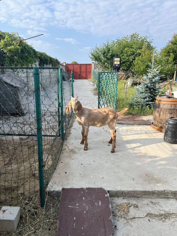 Продавам мъжки ярета