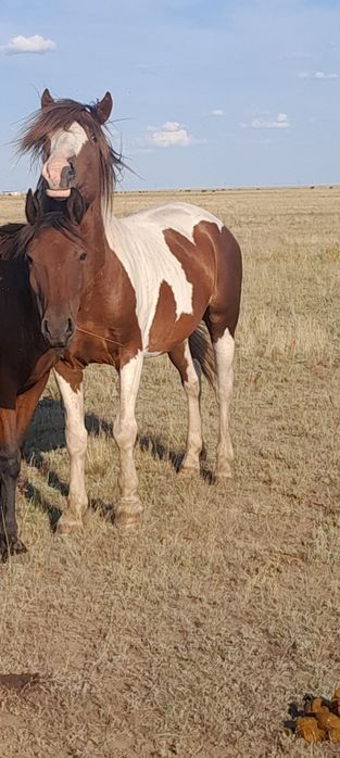 Аигыр сатылады 5 жасар