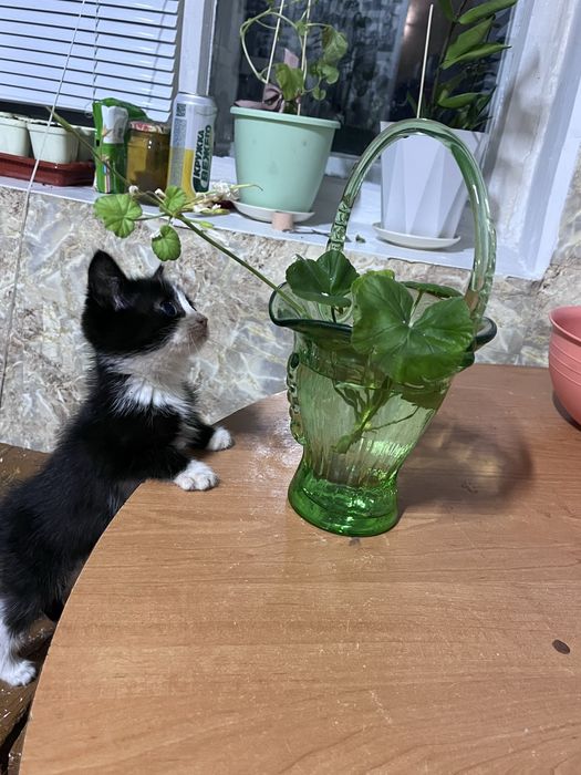 Отдам котенка в добрые руки.