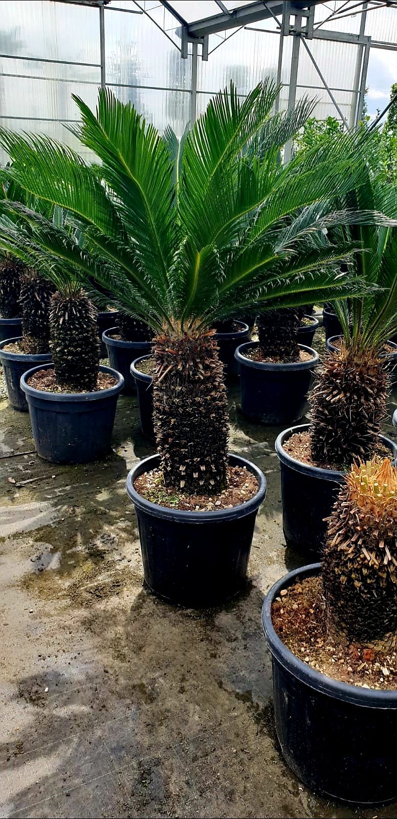 Vand palmieri, Cycas, trachycarpus fortunei,chamaerops humilis.